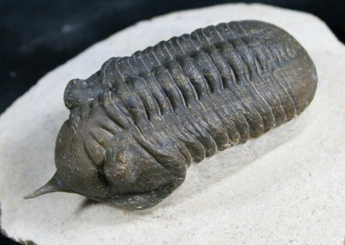 Morocconites Trilobite - Free Standing Rostrum #7997